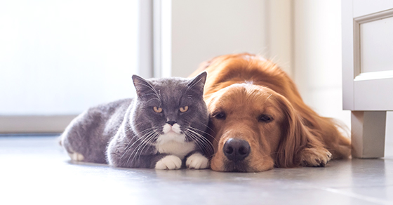 Address Your Pet in Your Estate Plan Using a Pet Trust